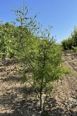 Kaisererle 'Imperialis' - Mehrstämmig | Alnus glutinosa 'Imperialis'