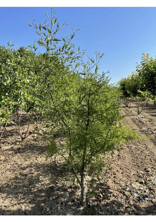 Kaisererle 'Imperialis' - Mehrstämmig | Alnus glutinosa 'Imperialis'