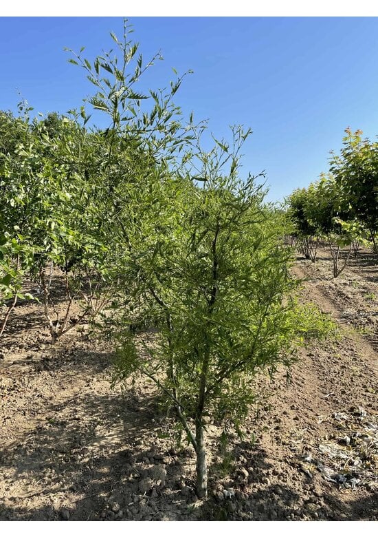 Kaisererle 'Imperialis' - Mehrstämmig | Alnus glutinosa 'Imperialis'