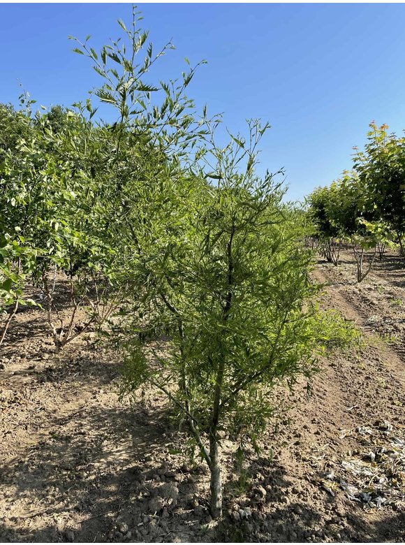 Kaisererle 'Imperialis' - Mehrstämmig | Alnus glutinosa 'Imperialis' Kaisererle 'Imperialis' - Mehrstämmig | Alnus glutinosa 'Imperialis'