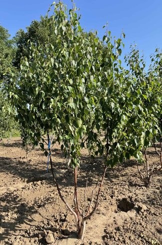 Kupferbirke 'Fascination' - Mehrstämmig | Betula albosinensis 'Fascination'
