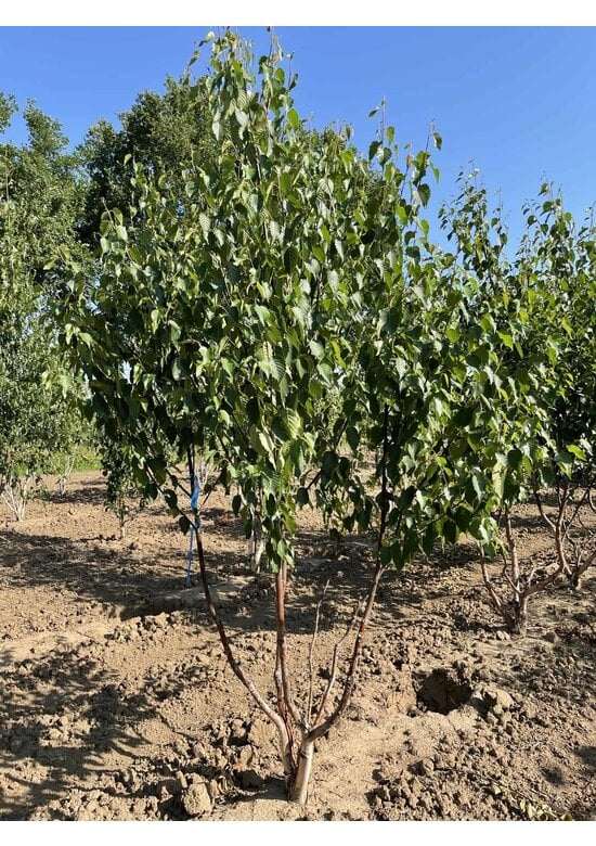 Kupferbirke 'Fascination' - Mehrstämmig | Betula albosinensis 'Fascination'