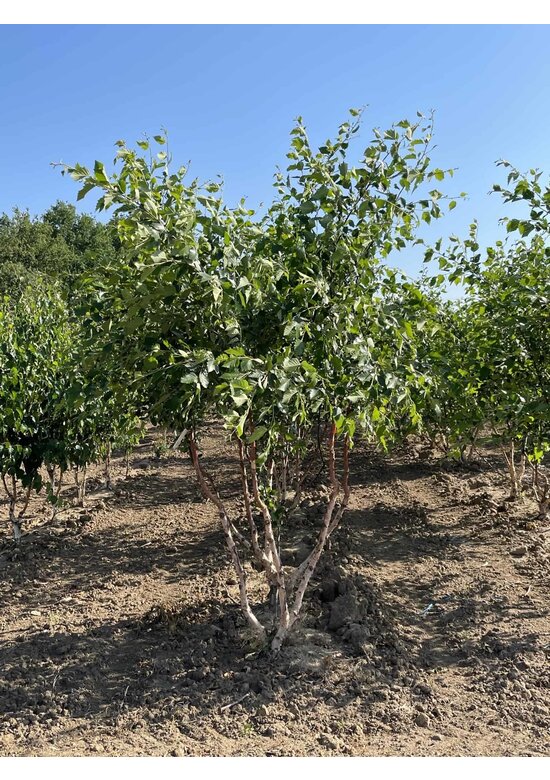 Schwarzbirke - Flussbirke - Mehrstämmig | Betula nigra