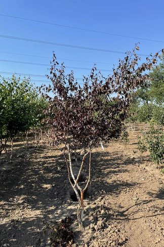 Purpurbirke 'Purpurea' - Mehrstämmig | Betula pendula 'Purpurea'