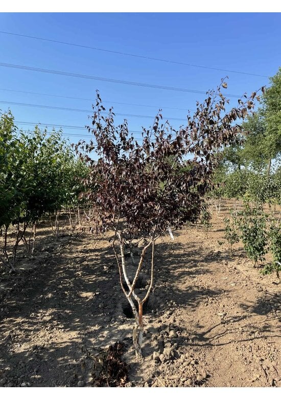 Purpurbirke 'Purpurea' - Mehrstämmig | Betula pendula 'Purpurea'
