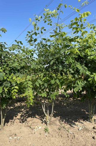 Amerikanisches Gelbholz - Mehrstämmig | Cladrastis kentukea