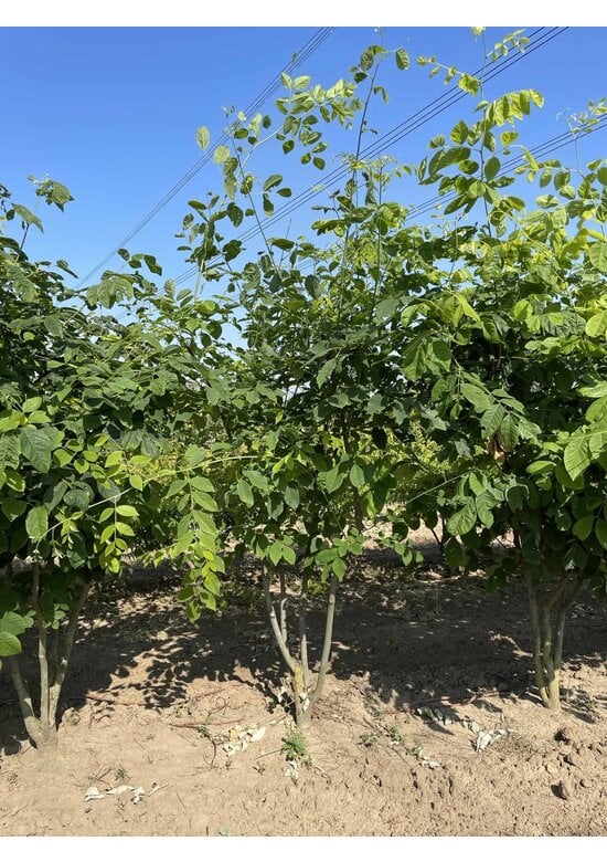 Amerikanisches Gelbholz - Mehrstämmig | Cladrastis kentukea