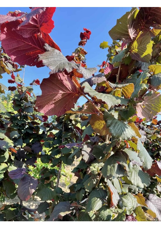 Bluthasel 'Purpurea' | Corylus maxima 'Purpurea'