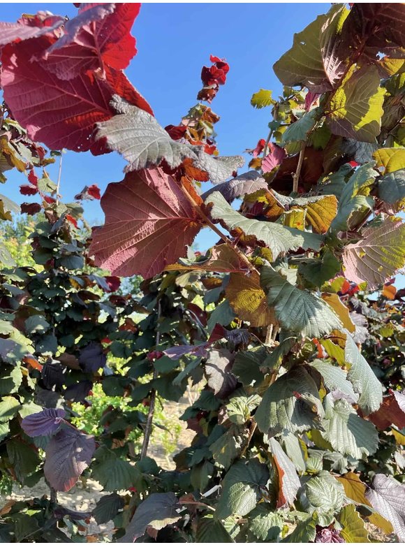 Haselnuss - Purpurhasel - Bluthasel 'Purpurea' | Corylus maxima 'Purpurea' Haselnuss - Purpurhasel - Bluthasel 'Purpurea' | Corylus maxima 'Purpurea'