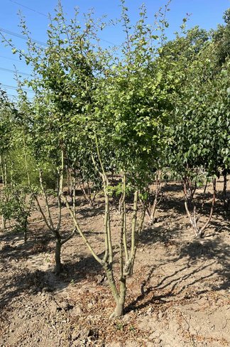 Rotdorn 'Pauls Scarlet' - Mehrstämmig | Crataegus media 'Pauls Scarlet'