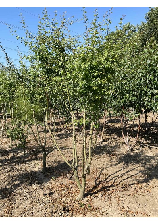 Rotdorn 'Pauls Scarlet' - Mehrstämmig | Crataegus media 'Pauls Scarlet'