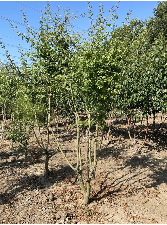 Rotdorn 'Pauls Scarlet' - Mehrstämmig | Crataegus media 'Pauls Scarlet' Rotdorn 'Pauls Scarlet' - Mehrstämmig | Crataegus media 'Pauls Scarlet'