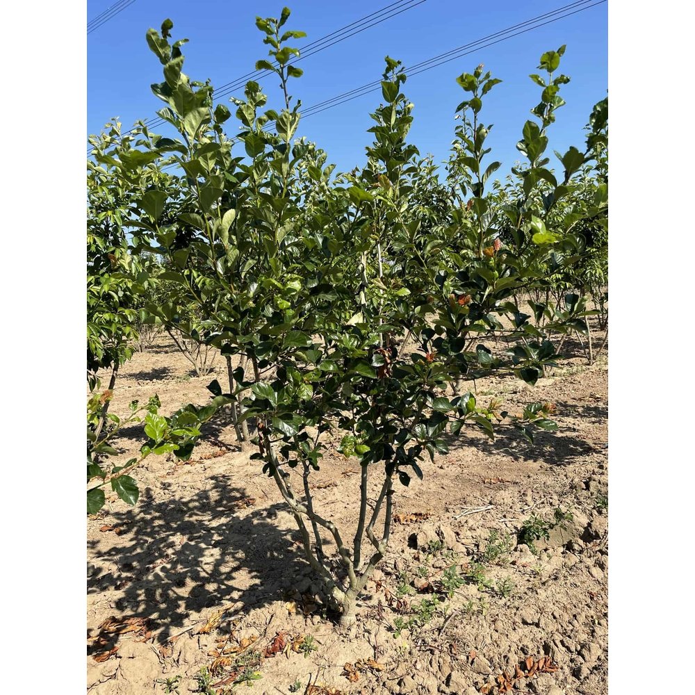 Pflaumenblättriger Weißdorn Splendens Mehrstämmig kaufen? Perfekt