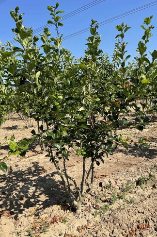 Pflaumenblättriger Weißdorn 'Splendens' - Mehrstämmig | Crataegus prunifolia 'Splendens'