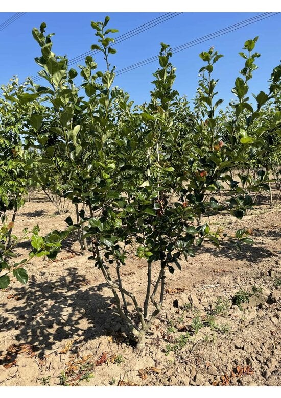 Pflaumenblättriger Weißdorn 'Splendens' - Mehrstämmig | Crataegus prunifolia 'Splendens'