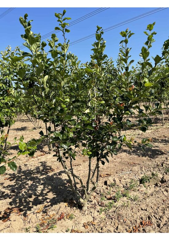 Pflaumenblättriger Weißdorn 'Splendens' - Mehrstämmig | Crataegus prunifolia 'Splendens'