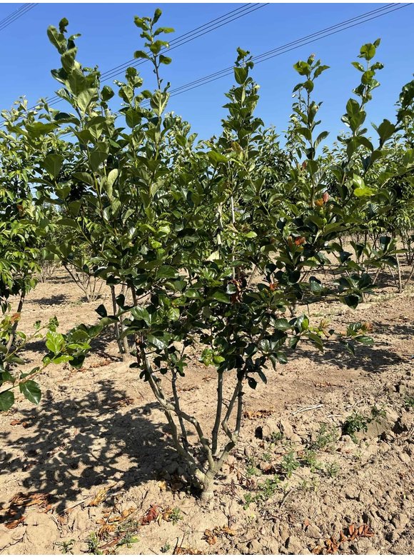 Pflaumenblättriger Weißdorn 'Splendens' - Mehrstämmig | Crataegus prunifolia 'Splendens' Pflaumenblättriger Weißdorn 'Splendens' - Mehrstämmig | Crataegus prunifolia 'Splendens'