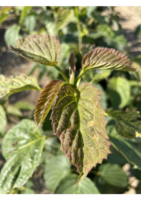 Taschentuchbaum Mehrstämmig | Davidia involucrata