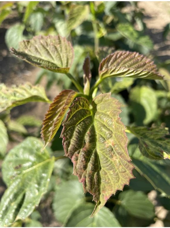 Taschentuchbaum - Mehrstämmig | Davidia involucrata Taschentuchbaum - Mehrstämmig | Davidia involucrata