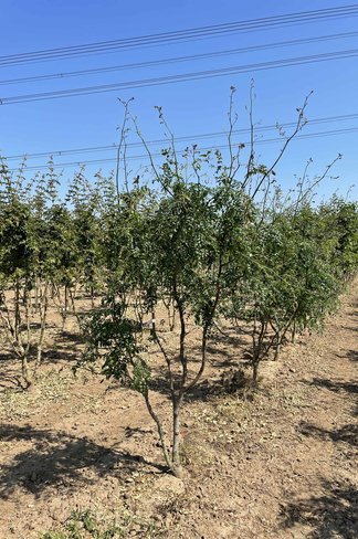 Lederhülsenbaum 'Skyline' - Mehrstämmig | Gleditsia triacanthos 'Skyline'