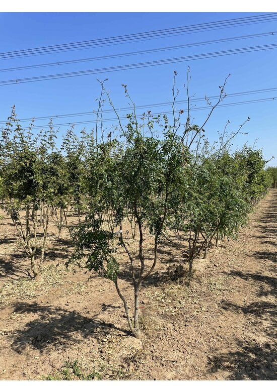 Lederhülsenbaum 'Skyline' - Mehrstämmig | Gleditsia triacanthos 'Skyline'