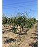 Lederhülsenbaum 'Skyline' - Mehrstämmig | Gleditsia triacanthos 'Skyline' Lederhülsenbaum 'Skyline' - Mehrstämmig | Gleditsia triacanthos 'Skyline'