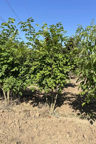 Asiatisches Gelbholz - Mehrstämmig | Maackia 'Amurensis'