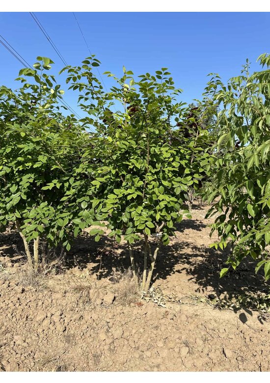 Asiatisches Gelbholz - Mehrstämmig | Maackia 'Amurensis'