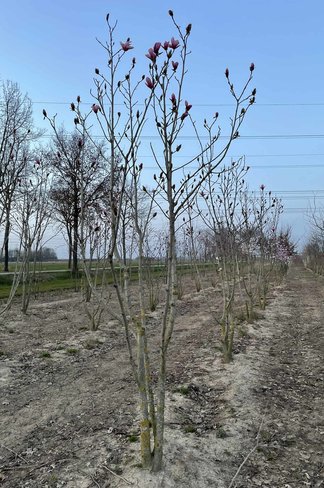 Magnolie 'Galaxy' - Mehrstämmig | Magnolia 'Galaxy'