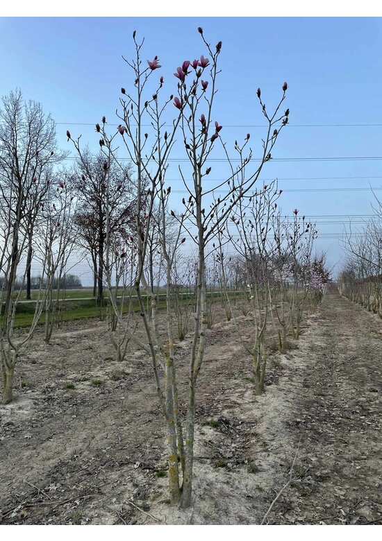 Magnolie 'Galaxy' - Mehrstämmig | Magnolia 'Galaxy'