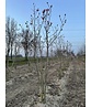 Magnolie 'Galaxy' - Mehrstämmig | Magnolia 'Galaxy'