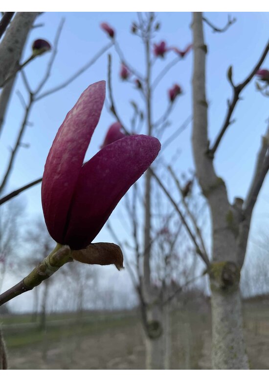 Magnolie 'Galaxy' - Mehrstämmig | Magnolia 'Galaxy'