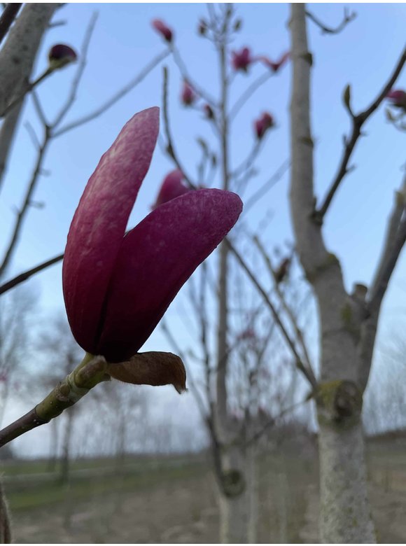 Magnolie 'Galaxy' - Mehrstämmig | Magnolia 'Galaxy' Magnolie 'Galaxy' - Mehrstämmig | Magnolia 'Galaxy'