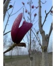 Magnolie 'Galaxy' - Mehrstämmig | Magnolia 'Galaxy'