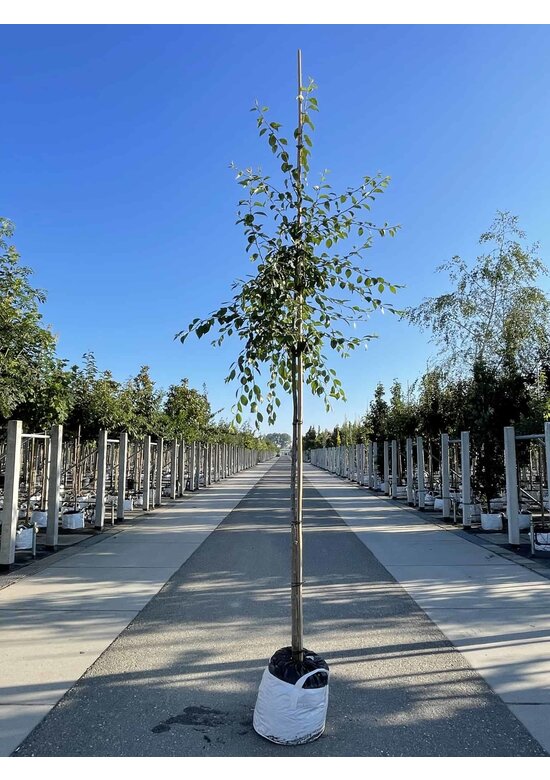 Zierapfel 'Hillieri' | Malus 'Hillieri'