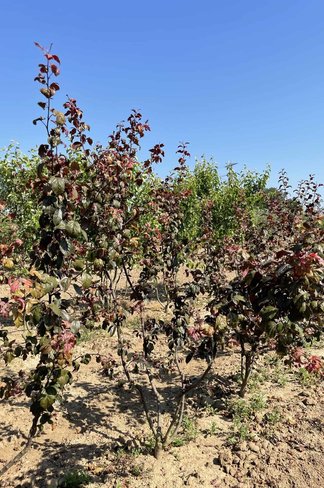Zierapfel 'Scarlett' - Mehrstämmig | Malus toringo 'Scarlett'