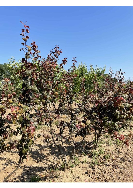 Zierapfel 'Scarlett' - Mehrstämmig | Malus toringo 'Scarlett'