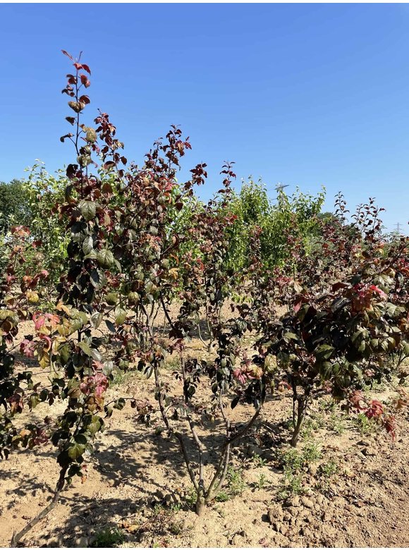 Zierapfel 'Scarlett' - Mehrstämmig | Malus toringo 'Scarlett' Zierapfel 'Scarlett' - Mehrstämmig | Malus toringo 'Scarlett'
