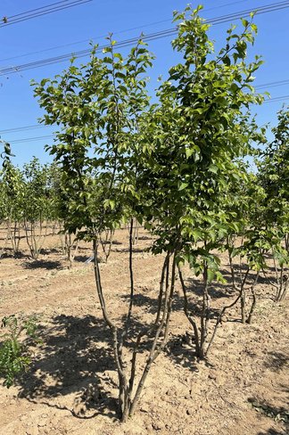 Hopfenbuche - Mehrstämmig | Ostrya carpinifolia