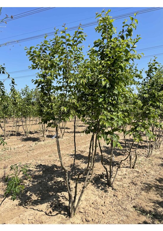 Hopfenbuche - Mehrstämmig | Ostrya carpinifolia