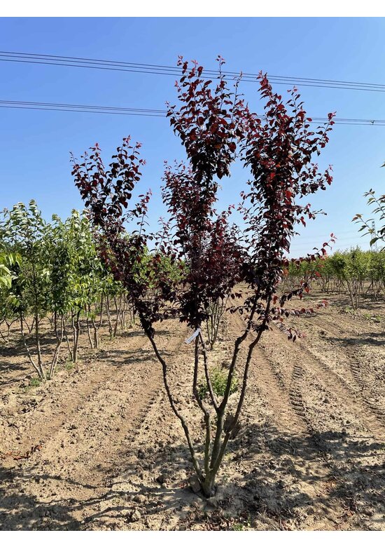 Blutpflaume Mehrstämmig 'Nigra' | Prunus cerasifera 'Nigra'