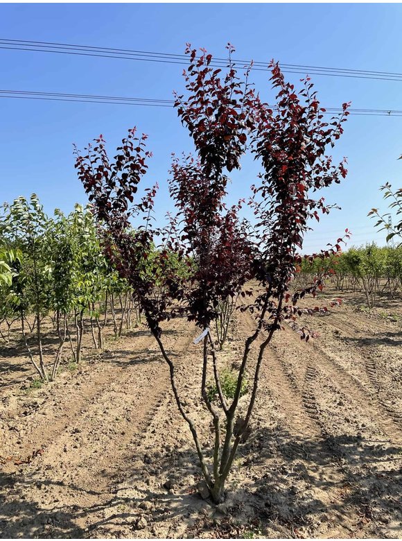 Blutpflaume 'Nigra' - Mehrstämmig | Prunus cerasifera 'Nigra' Blutpflaume 'Nigra' - Mehrstämmig | Prunus cerasifera 'Nigra'
