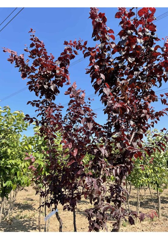 Blutpflaume Mehrstämmig 'Nigra' | Prunus cerasifera 'Nigra'
