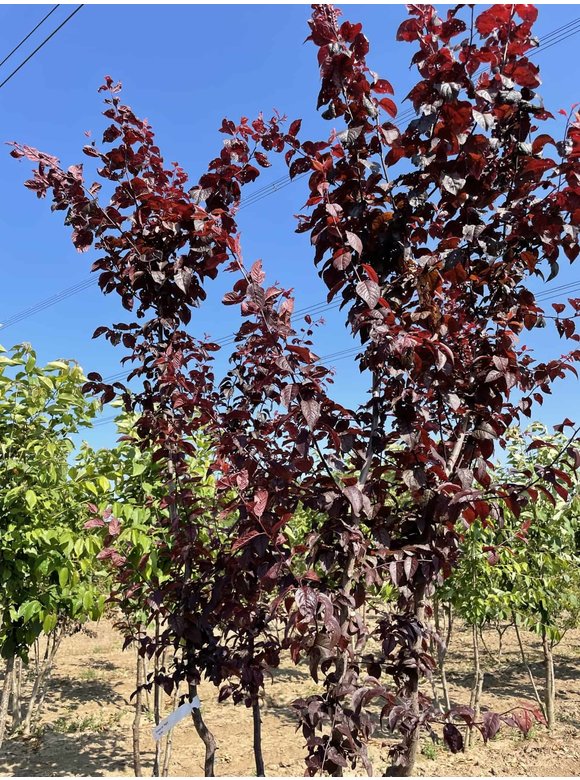 Blutpflaume 'Nigra' - Mehrstämmig | Prunus cerasifera 'Nigra' Blutpflaume 'Nigra' - Mehrstämmig | Prunus cerasifera 'Nigra'
