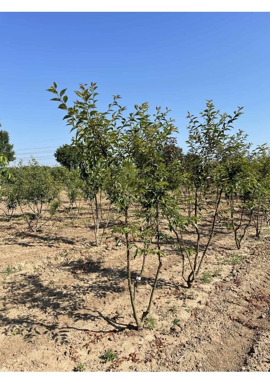 Zierkirsche 'Okame' Mehrstämmig | Prunus 'Okame'