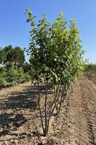 Traubenkirsche Mehrstämmig | Prunus padus Traubenkirsche Mehrstämmig | Prunus padus