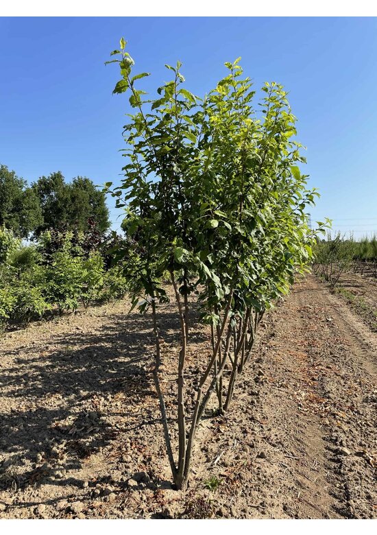 Traubenkirsche Mehrstämmig | Prunus padus