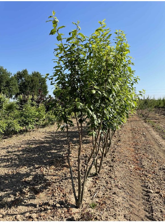 Traubenkirsche Mehrstämmig | Prunus padus Traubenkirsche Mehrstämmig | Prunus padus