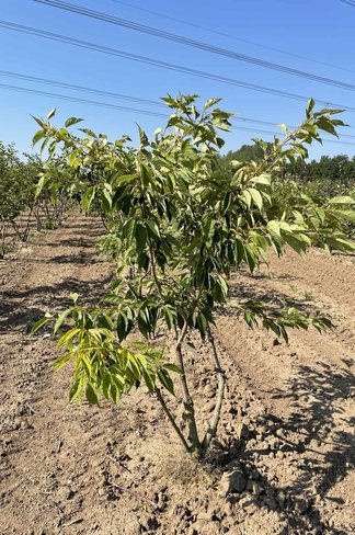 Zierkirsche 'Shirofugen' Mehrstämmig | Prunus serrulata 'Shirofugen'