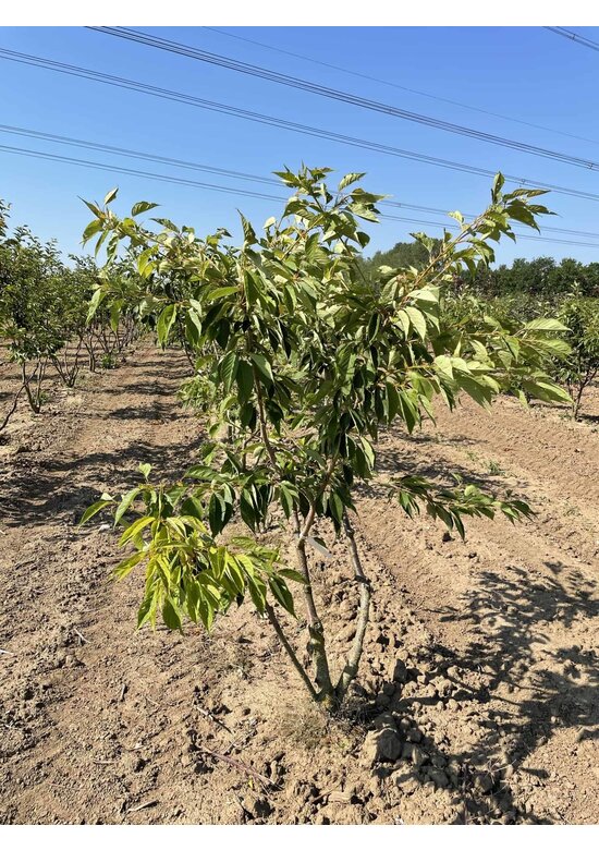 Zierkirsche 'Shirofugen' Mehrstämmig | Prunus serrulata 'Shirofugen'
